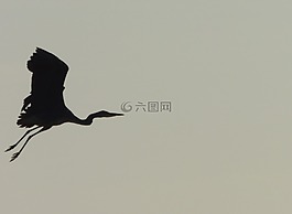 鳥,鷺,鋼筆