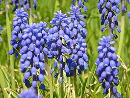 鲜花,蓝色,春天