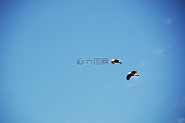 天空,鳥,藍(lán)色