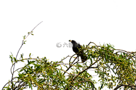 樹,葉子,枝杈