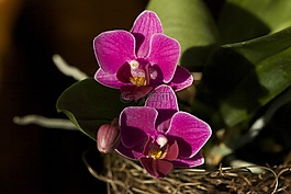 蘭花,花,開花
