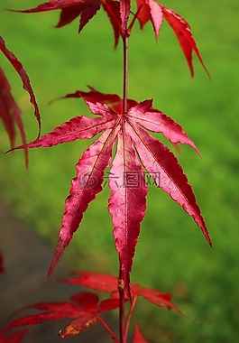 葉子,紅色,秋季