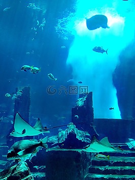 水族館,迪拜,水下