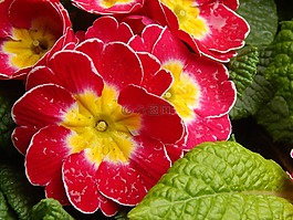 花卉,綠色,紅