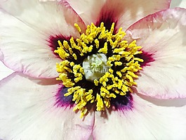 花,美,自然