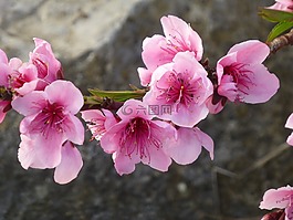 杏仁花,春天,粉紅色