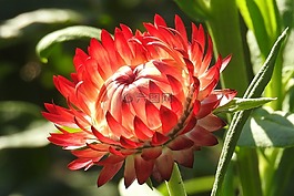 秋季,花,开花