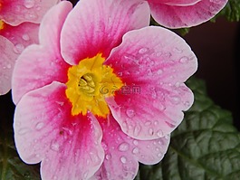 花,粉紅色,春天