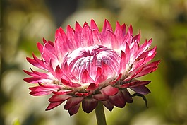 秋季,花,开花
