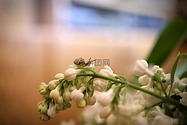 花,性質(zhì),廠