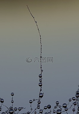 降,露水,濕
