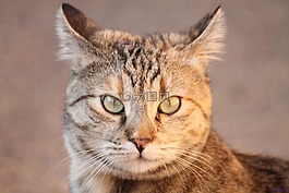 猫咪,动物医院,gatta