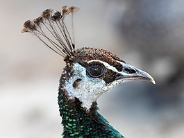 孔雀,鳥,動物