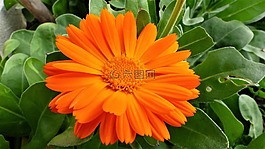 植物,性質(zhì),花