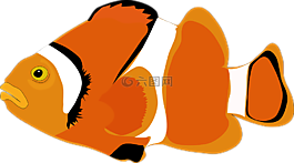 動(dòng)物,魚,自然