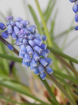 花,藍(lán)色,綠色