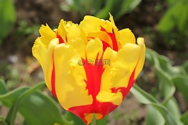 郁金香,鮮花,花園