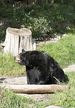 熊,動物,野生