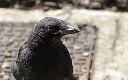 烏鴉,鳥,黑