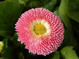 花,粉紅色,實(shí)踐