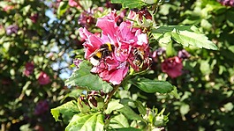大黃蜂,錦葵,昆蟲