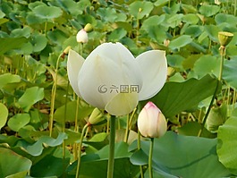 蓮花,荷葉,水生植物