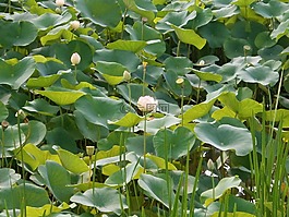 蓮花,荷葉,水生植物