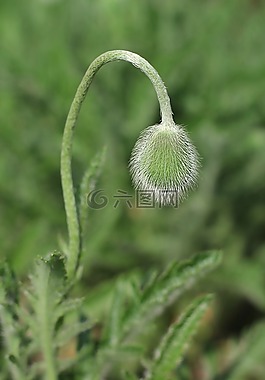 馬克,鮮花,花園