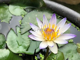 池塘,紫色蓮花,植物