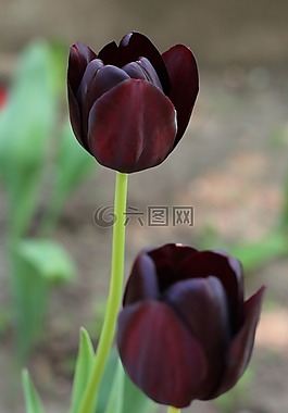郁金香,鮮花,花園