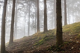 高原,山,樹(shù)