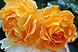 玫瑰,黃色,花