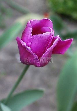 郁金香,鮮花,花園
