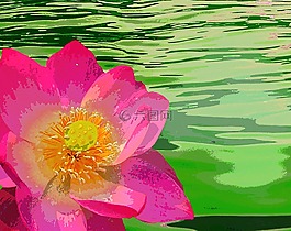 睡蓮,開(kāi)花,性質(zhì)