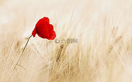 谷物,字段,成熟