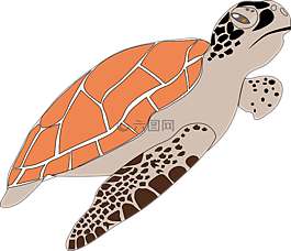 海龜,動物,野生動物