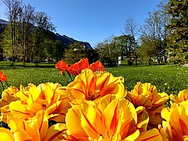 郁金香,鮮花,前景色
