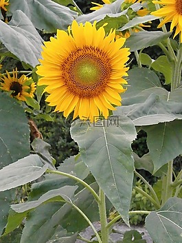 向日葵,夏天花,黃色的花朵