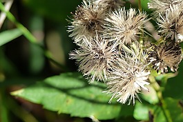 枯萎,野生植物,自然