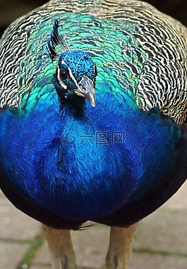 鳥,孔雀,男性