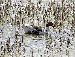 野鴨,鳥,野生