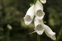 花,性質(zhì)