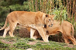 母獅,女性,動物