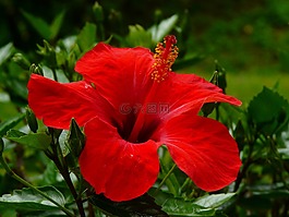 芙蓉,開(kāi)花,花