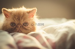 兔子,貓,小貓