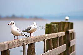海鷗,性質(zhì),基姆湖