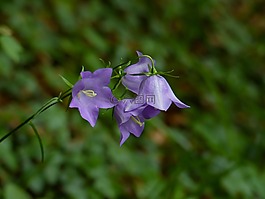 花,開花,花香