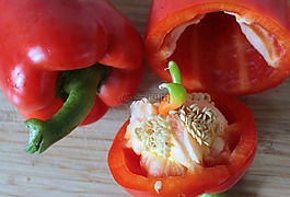 辣椒粉,辣椒,蔬菜