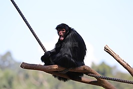 蜘蛛猴,野生,動物園