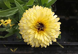 自然,花,植物區(qū)系